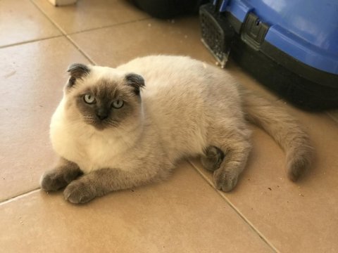 Güzelliğim scottish fold