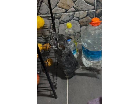 Chinchilla 4 aylık