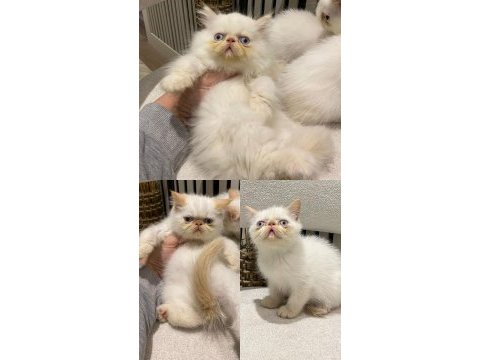 Golden iran persian blue point mükemmel yavrular