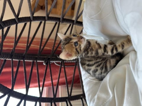 Bengal kedisi kardeşler