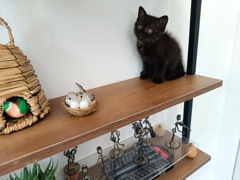 Evin yaramaz kedileri