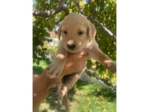 Kaliteli golden retriever yavrularimiz