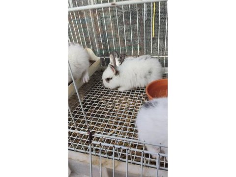 Yavru tavşan sütten yeni kesildi