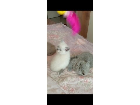 Gerçek bir dost kediyse istediğiniz tamda doğru yerdesiniz