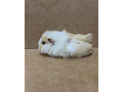 Ginepig yavrularımız gün içi gönderim sağlanmaktadır