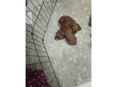 Kore kan poodle
