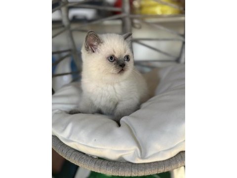 Üst kalite top kafa erkek british shorthair yavrumuz