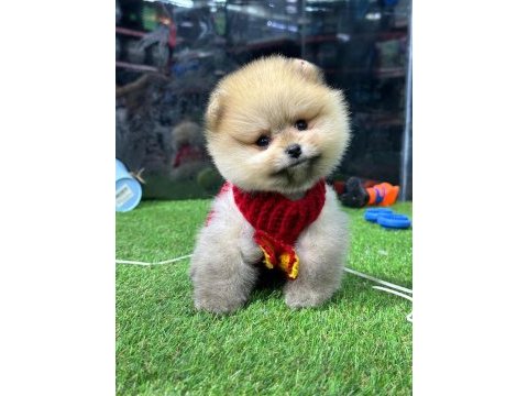 Ailenizin üyesi pomeranian arthurla tanışmak ister misiniz ?