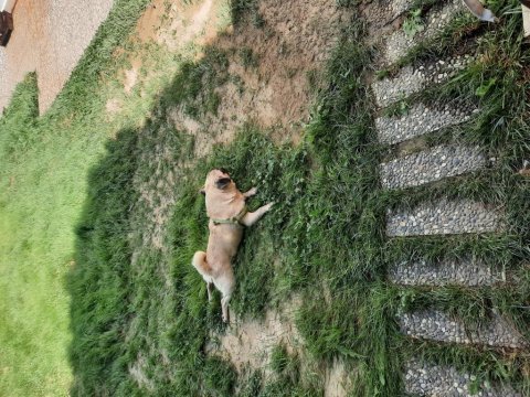 10 aylık pug