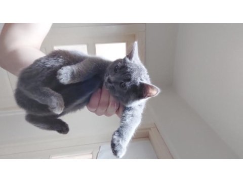 3.5 aylık british shorthair