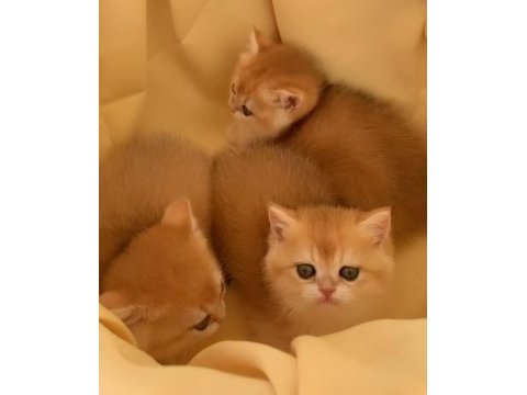 British shorthair golden ny 12 yavrular