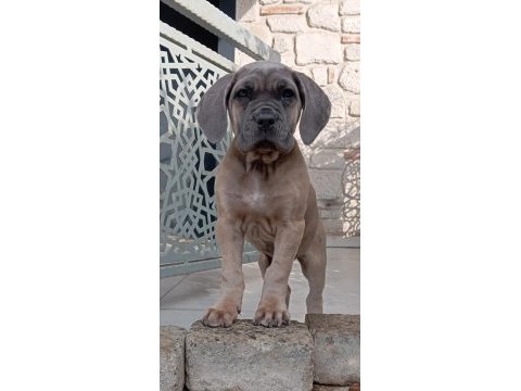 Saf kan mükemmel cane corso yavrular