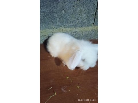 Teddy lop tavşanı yavrular