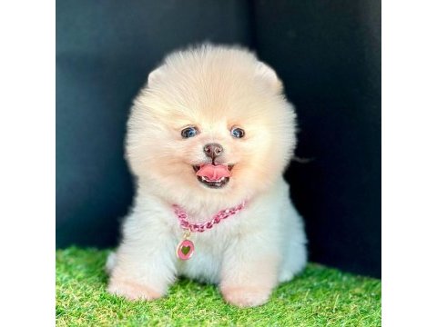 Safkan pomeranian boo bebekler