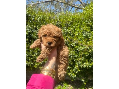 Toy poodle 0 numara
