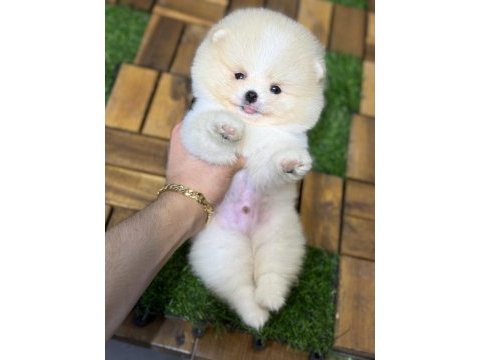 Tecup pomeranian boo yavrular