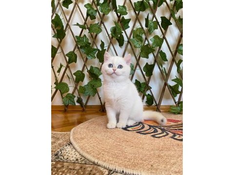 Golden ny1233 dişi british shorthair golden