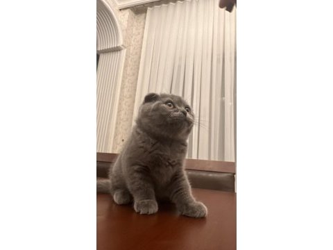 02.02 doğumlu scottish fold yavrularımız