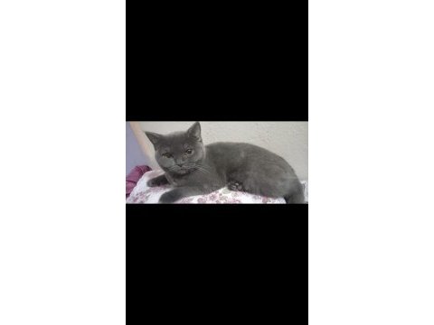 6 aylık yavru sahiplendirilecektir british longhair
