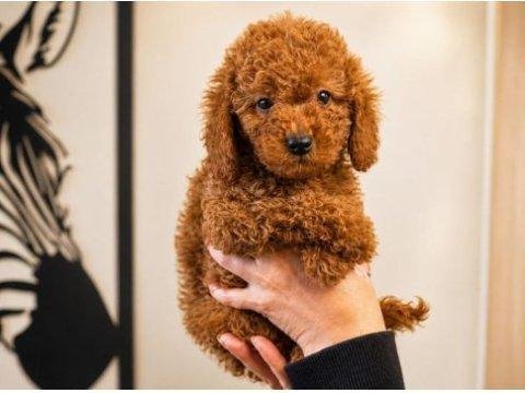 Toy poodle yavru erkek ve dişi yavrular ücretsiz teslimat