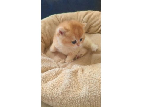 Golden safkan şecereli anne baba yavru kediler