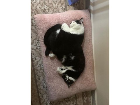 Ücretsiz bitter british shorthair kardeşler