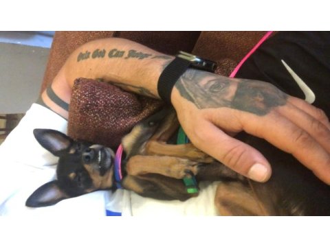 Pinscher şivava