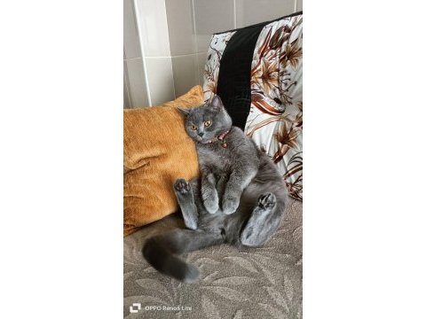 15 aylık british shorthair