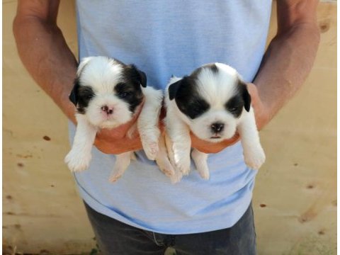 Ev ortamında bakılan kendi köpeğimizin yavruları