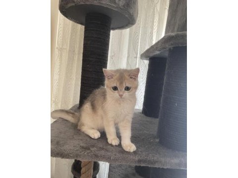 Saf kan british shorthair golden cy 12