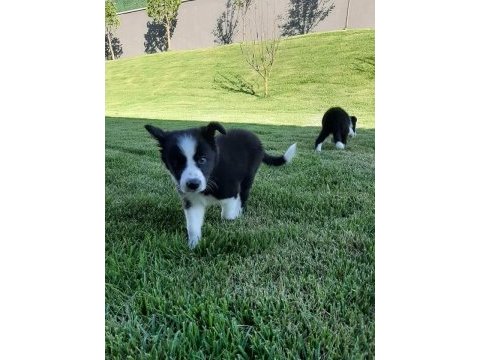 Eğitim merkezinde border collie yavruları