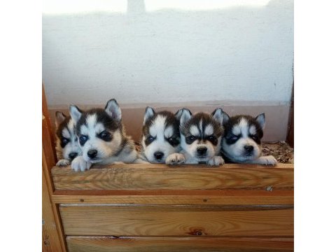 Maskeli mavi gözlü safkan husky yavrular