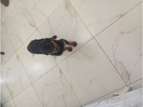 Dişi erkek rottweiler