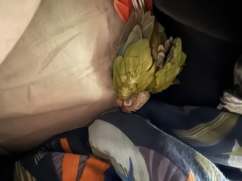 Yavru konur papağanı 45 günlük