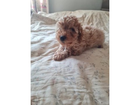 Apricot renk poodle