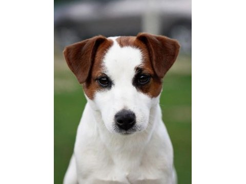 Safkan tr de nadir jack russell 120 günlük erkek