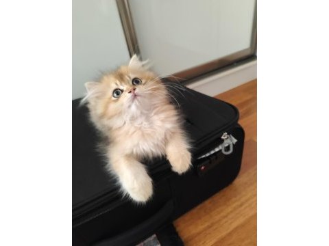 Ny11 golden british longhair yavru