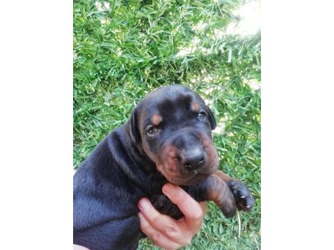 Fcı kıf şecereli a clas doberman yavruları