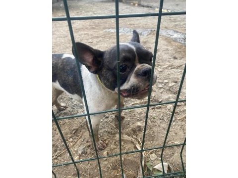 Fransız bulldog köpeği dişi