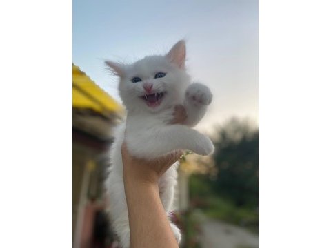 Birbirinden sevecen 3 tane van kedisi