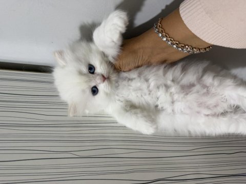 British longhair prenses hazır