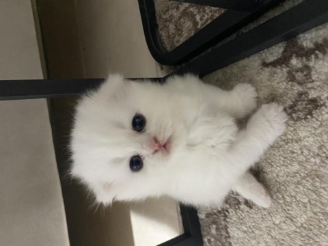 Scottish fold yavrular