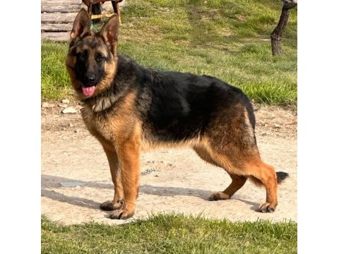 Şecereli alman çoban köpeği