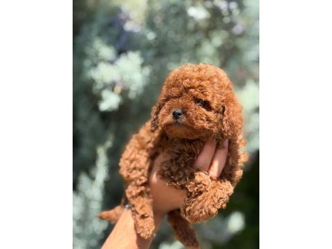 Toy poodle köpeğimiz