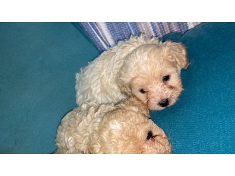 1.5 aylık teacup maltipoo yavrularımız