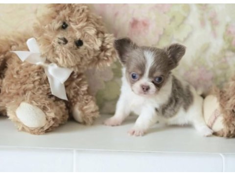 Xs mini dişi erkek chihuahua yavrularımız