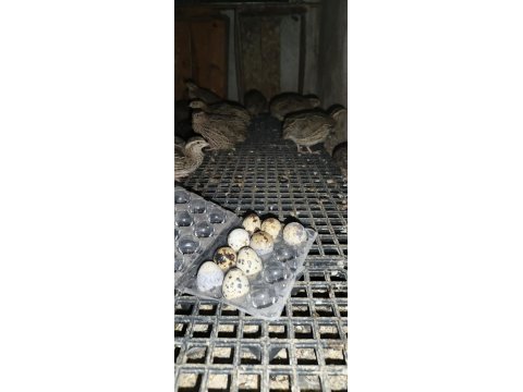 30-40 yumurtaya sende başlayacak genç bıldırcın
