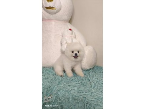 Pomeranian boo 7 aylık erkek