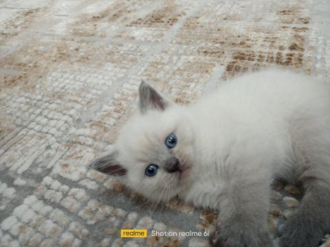 British shorthair blue point yavrular