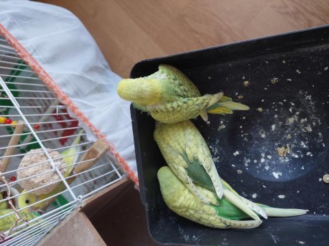 Minik muhabbet kuşu yavrularımıza yeni aile ariyoruz